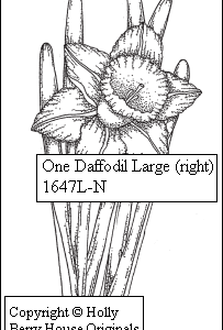 One Daffodil (Right)