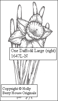 One Daffodil (Right)